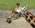 /album/fotogaleria-zvierata/giraffe-close-1280x1024-jpg/